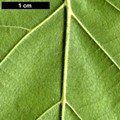 SpeciesSub: var. mandshurica